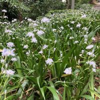 シャガ,高尾山で出会えた花の画像