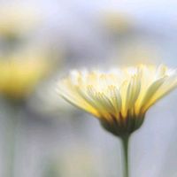 キンセンカ,カレンデュラ,カレンデュラ・スノープリンセス,鉢植え,黄色い花の画像