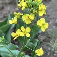 菜の花,菜の花,黄色い花,癒し,イエローの画像