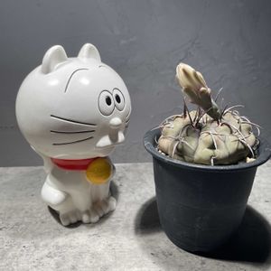 サボテン,ギムノカリキウム バッテリー,バッテリー,ゲオメトリクス,テフロカクタス ゲオメトリクスの画像