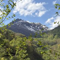 ニリンソウ,ツルニチソウ,山野草,iPhone撮影,雨飾山の画像