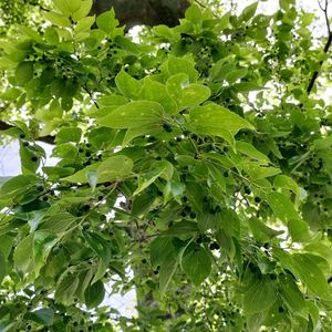 エノキ,エノキ,桜,散歩,さくら 桜 サクラの画像