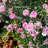 宇部小町,地植え,フェンスの画像