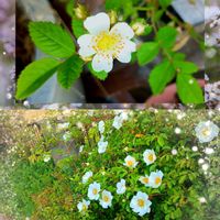 ナニワイバラ,ノイバラ,黄もっこうばら,もっこうばら(白),大人の着せ替え人形の画像