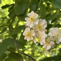 ナデシコ,ノイバラ,ギョリュウバイ,花のある暮らし,大好きなお花の画像