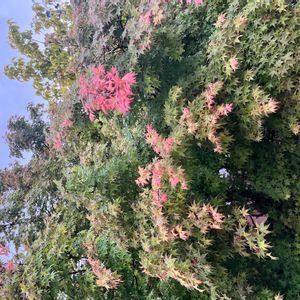 イロハモミジの画像