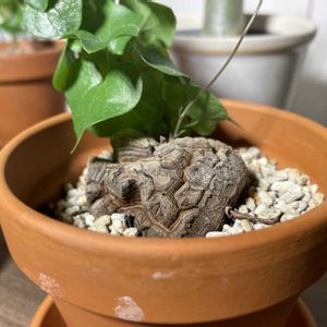 亀甲竜,観葉植物,塊根植物,部屋の画像