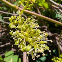 ブドウ,ブドウ,ブドウの花,散歩の画像