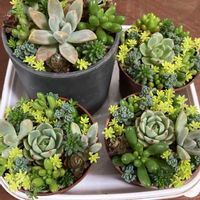 多肉植物 寄せ植え,エレガンス,多肉植物 エケベリア,多肉植物のある暮らし,増えましたの画像