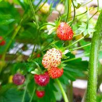 ワイルドストロベリー,鉢植え,庭の画像