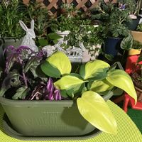 ポトス,シマムラサキツユクサ,観葉寄植えの画像