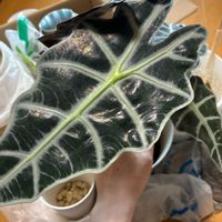 アロカシア・アマゾニカ,アロカシア,植え替え,お芋の画像