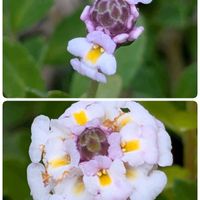 ツツジ,ヒメイワダレソウ,祈る震災復興,青空,花のある暮らしの画像