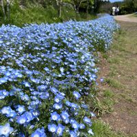 ネモフィラ,花のある暮らし,おでかけ先の画像