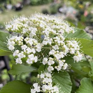 ガマズミ,柏葉紫陽花,柏葉アジサイ,挿し木,紫陽花 アジサイ あじさいの画像