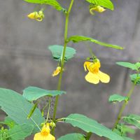 キツリフネ,開放花,裏庭,山野草,季節を楽しむの画像