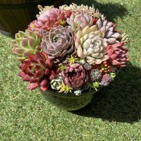 多肉植物,寄植えの画像