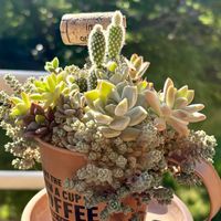 サボテン,寄せ植え,多肉植物,緑のある暮らし,成長が楽しみの画像