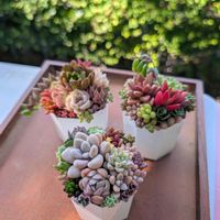 寄せ植えの画像