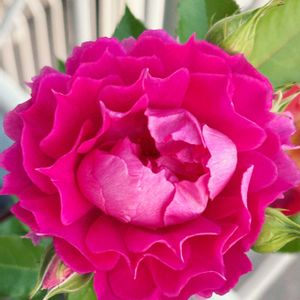 バラ,ジェラザード,癒し,薔薇♪,バラの季節の画像