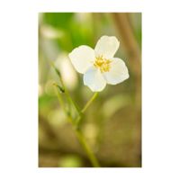 シラユキゲシ,地植え,山野草,白い花,耐寒性多年草の画像