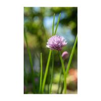 チャイブ,ハーブ,ピンクの花,植木鉢,ヒガンバナ科の画像