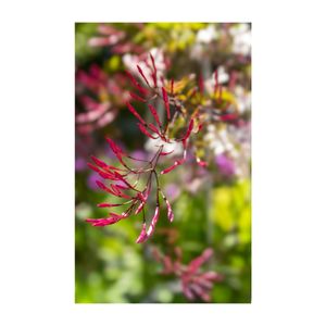 羽衣ジャスミン,つる性植物,白い花,植木鉢,モクセイ科の画像