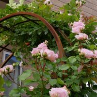 アミロマンティカ,バラのアーチ,つるバラ,花のある暮らし,花のある生活の画像