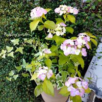 寄せ植え,可愛い,庭の花,癒し,アジサイ　紫陽花の画像