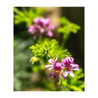 ローズゼラニウム,ハーブ,挿し木,プランター,ピンクの花の画像