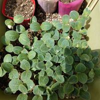 食べた種から,家庭菜園の画像