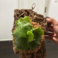 ビカクシダ,ビカクシダ,キッチャクードの画像