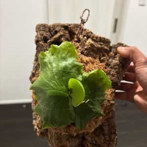 ビカクシダ,ビカクシダ,キッチャクードの画像