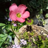 ラッキークローバー,オキザリスデッペイ（ラッキークローバー）,薔薇♡,Juneの会,世界の平和を祈るの画像