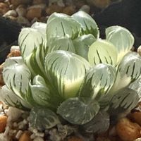 ハオルチア オブツーサ,多肉植物のある暮らし,キラキラ✨,ハオハオ！の画像