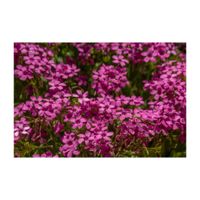オキザリス,地植え,ピンクの花,カタバミ科,庭の画像
