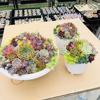 多肉植物,葉挿し,寄植えの画像