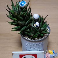 ハクチョウゲ,ビオラ,ヒューケラ,十二の巻,ヒューケラ パリの画像