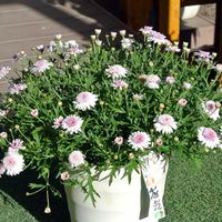 マーガレット,花びら,蕾 つぼみ,切戻し,テラスの画像