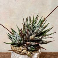 十二の巻,十二の巻ゼブラ,GSミニモニ。,十二の日,かおりんのリメ缶の画像