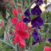 スイートピー,赤い花,紫の花,いつもありがとう♡,夕暮れ時の画像
