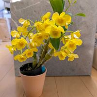デンドロビウムの画像