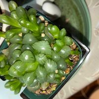 ハオルチア オブツーサ,ハオルチア オブツーサの画像