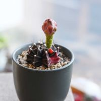 ギムノカリキウム,ロスラリア アトミー,リンゴ アルプス乙女,多肉植物,裏庭の画像