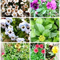 パンジー,オステオスペルマム,雲間草,紫陽花 アジサイ あじさい,小さな幸せ♡の画像