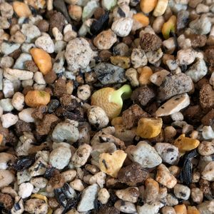 アデニア サブセシリフォリア,実生,バルコニスト,バルコニスト初心者,adenia subsessilifoliaの画像