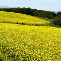 菜の花,東北人花の会の画像