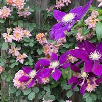 クレマチス,バラ、薔薇、ばら,バラ、薔薇、ばら,散歩,イングリッシュガーデンの画像