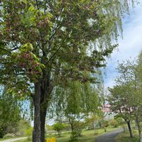 チューリップ,ユキヤナギ,レンギョウ,枝垂れ桜,フジザクラの画像