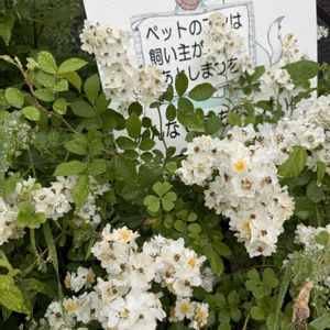 ノイバラ,ノイバラ,玉ねぎ,スナップエンドウの花,ジキタリスの画像